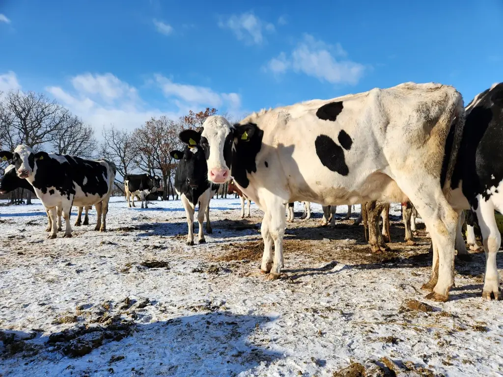 冬にしか味わえない待望の「SNOWS」が、今年もアムール・デュ・ショコラに出店　【名古屋限定】「どんぐりぼうし 赤」やバレンタイン新商品も登場 画像 14