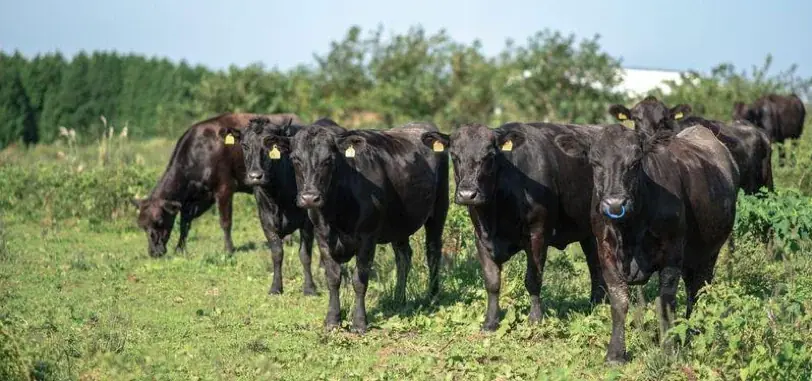 希少和牛「無角和種」を未来につなぐ山口県阿武町 名産地化を推進 画像 1