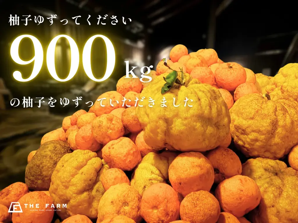 柚子約900kg集結　かりんの湯が冬至にゆず風呂と限定パスタ