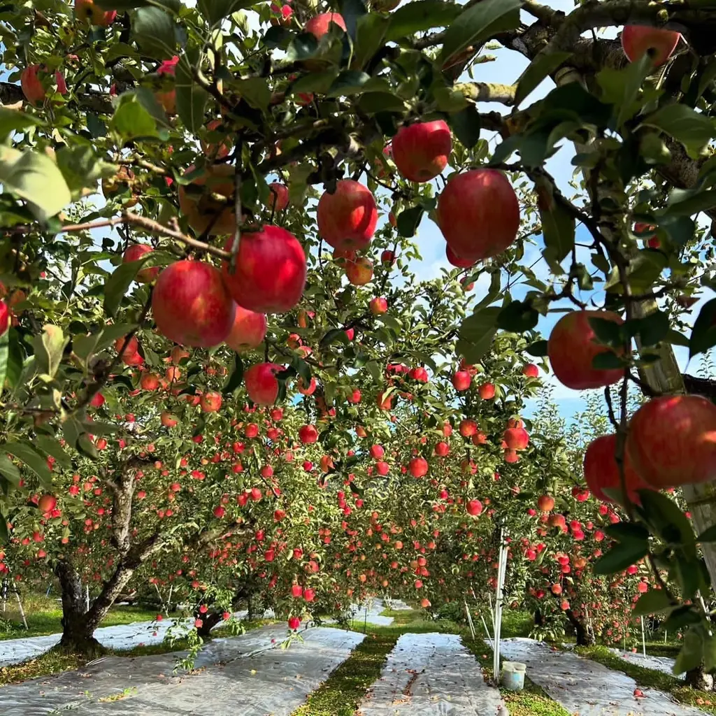 【冬季限定】焼き林檎の香ばしさをより深く。RACINES MICRO BREWERY「焼き林檎アンバーエール」2シーズン目、12月25日より販売 画像 5